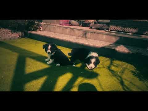 Border Collie puppy for sale