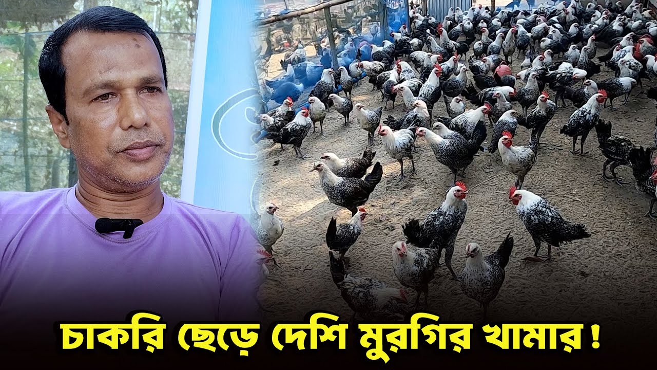 দেশী মুরগীর খামার করে সফলতার গল্প
