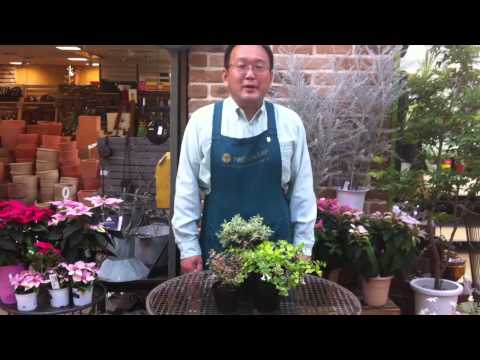 園芸 中国のアベリア