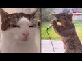 If Animals Could Talk - KLR Compilation - Ep. 1