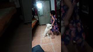 Baby girl play with dog