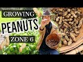 Growing Peanuts at Home 🥜  Zone 6
