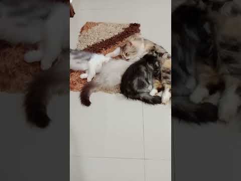 si grey kaget, terbangun dari mimpi, langsung mik cucu...di abu ngantuk berat, mik cucu dlm mimpi .