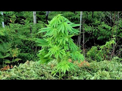 THE NORTHERN FOREST WEED PROJECT (S1.E5) CANNABIS Plants LOVE FERNS as Mulch!