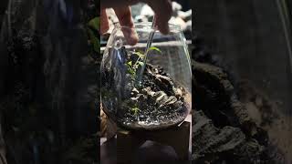 ベゴニアヴァンケルコウェニイのテラリウム #terrarium #nature