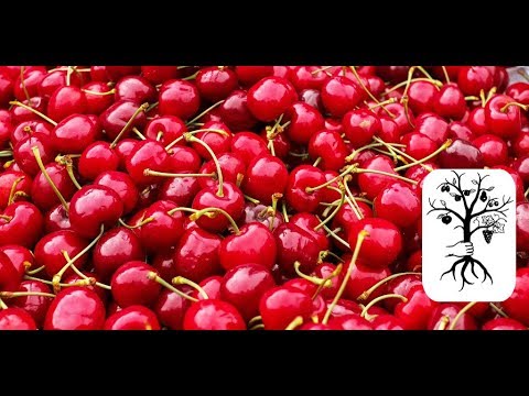 🍒Frühe Kirschen im Vergleich🍒