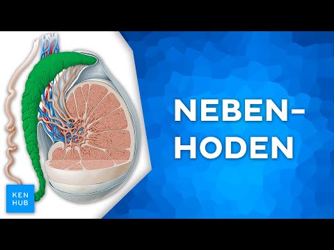 Nebenhoden: Aufbau und Funktion einfach erklärt | Kenhub