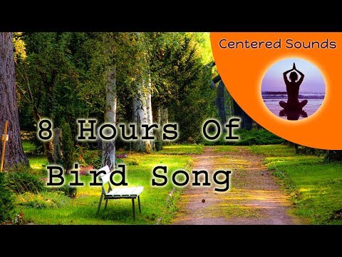 RELAXING BIRD SOUNDS Forest Birdsong Peaceful Forest Nature Sounds Sleep Meditation Studying #10 Video