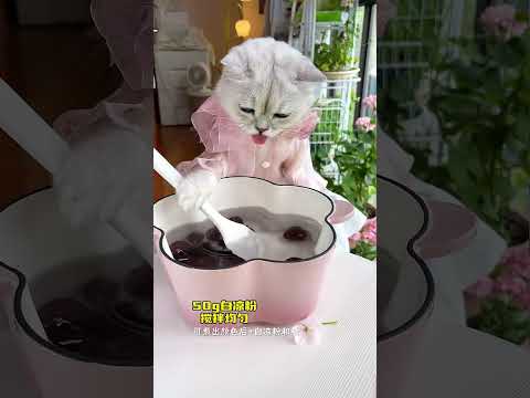 Cake cat #funnycat #cats #thatlittlepuff #cat #viral