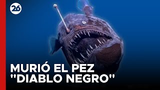 Murió el aterrador pez "diablo negro", a días de su misteriosa aparición EN ESPAÑA