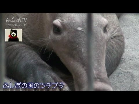 オリクテロプス・アファー