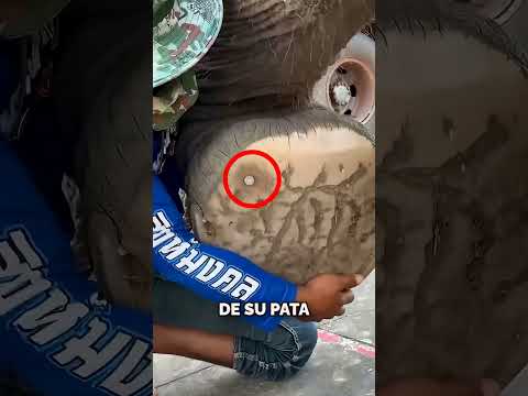 ¡Salvó al Elefante de un Dolor Insoportable!