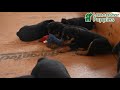 Rottweiler dogs for sale: Nellie - Video 1