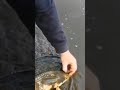 Video Thumbnail for # Fraser Valley Carp Compilation.