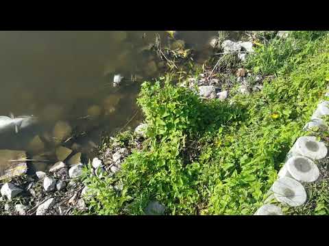 Fisch sterben am Stadtsee in stendal SAUERSTOFFMANGEL