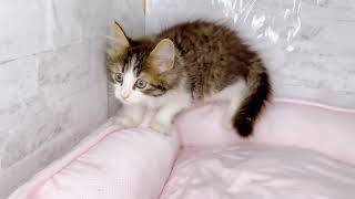 ノルウェージャンフォレストキャットの動画01