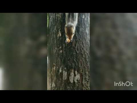 Exploring Nature 😍#babysquirrel #indianpalmsquirrel #squirrellove #nature