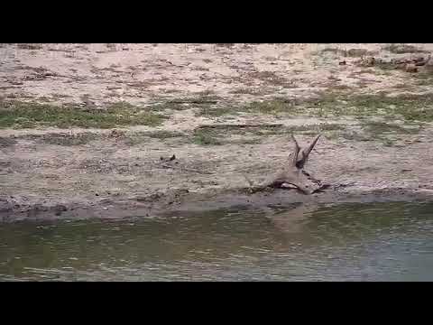 Djuma: Blacksmith Lapwing with chick and Egyptian Geese - 14:20 - 10/30/20