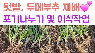 텃밭, 두메부추 재배 / 포기나누기 및 이식작업 ???? 