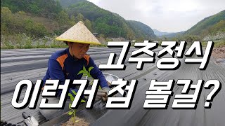 노지고추 정식 이런거 봤나요? 나홀로 안방모드 태평농법 ㅋㅋㅋ