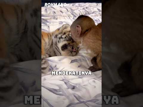 Kenapa induk harimau minta tolong?