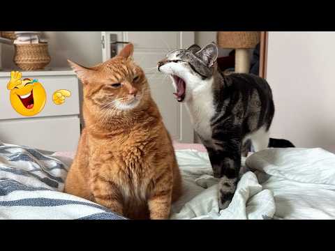 Funniest Cat Videos🐈| TRY NOT TO LAUGH – Cats Being Drama Queens for 15 Minutes Straight 🤣🐱