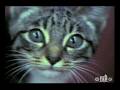 Kitten Wreaks Havoc At Fairbanks Radio Station Circa 1975