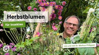 Herbstblumen für Insekten auf Balkon, Terrasse und im Garten, Astern, Herbstanemonen | gardify Tipps