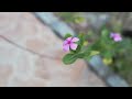 Видеообзор Samyang 85mm T1.5 AS IF UMC VDSLR Canon EF