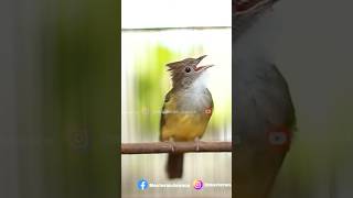 Download lagu Cucak Jenggot Beset Gacor Mesin Jahit #cucakijoemmositinggi #birds #kicaumania #burungkicau mp3