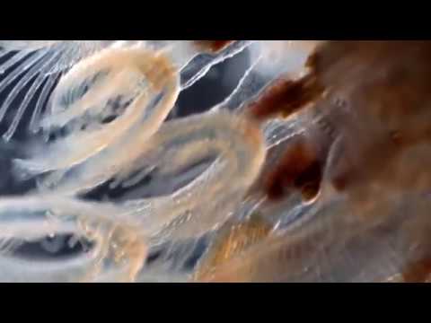 Aregone - Human Incommunication (Juan Trujillo Remix)