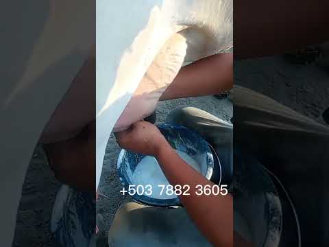 Vaca disponible en Calle a Uluazapa, San Miguel, El Salvador  sábado 25 de julio 2026