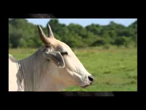 EL PANORAMA DE MI VIDA