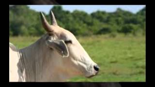 Panorama De Mi Vida Lyrics English Translation