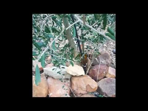 Irrigating your fruit trees with rocks #1