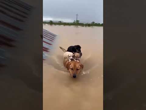 chỉ trong phút chốc, lũ dâng cao lên đến mái nhà, chó mẹ phải cõng con vượt lũ tìm chỗ trú 😱 #shorts