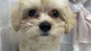 ハーフ犬の動画01