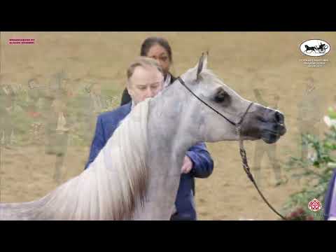 Doha International Arabian Horse Show 2023   Classe 5A