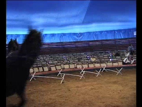 Vorschau: Pferdeausbildung im Circus Knie (Nr. 60)