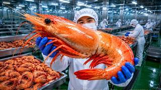 Como TONELADAS de CAMARÕES são produzidas - Processo Industrial