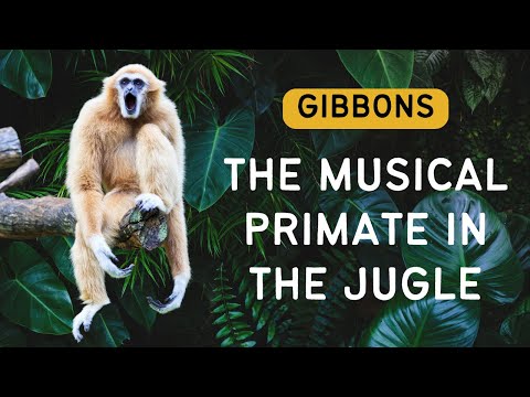 The Musical Gibbons: Why Are Gibbons the Most Musical Primate in the Animal Kingdom?