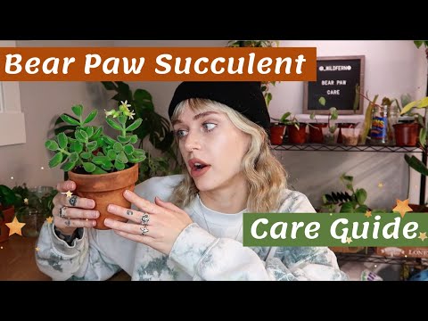The CUTEST succulent (you need one) | Bear Paw/Cotyledon tomentosa Care Guide