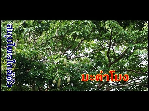 ครีม Panthenol สำหรับโรคสะเก็ดเงิน วิธีการจัดการกับโรคสะเก็ดเงิน
