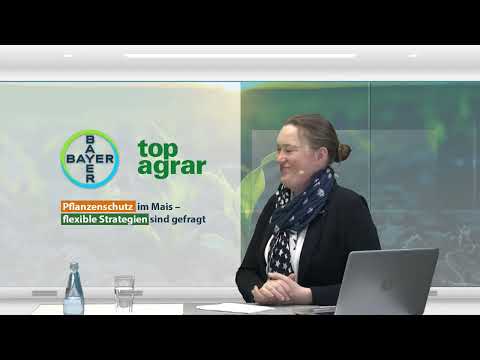 Pflanzenschutz im Mais – flexible Strategien sind gefragt