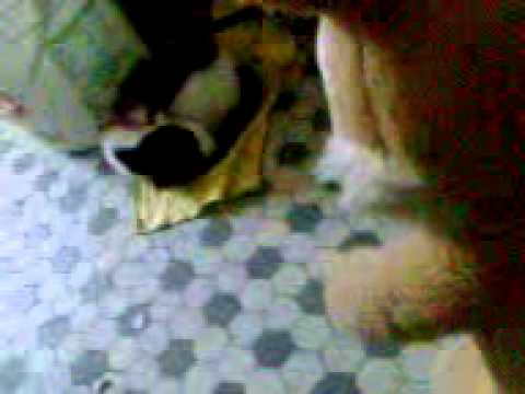 TICO O coelho de pelucia psicopata!!!