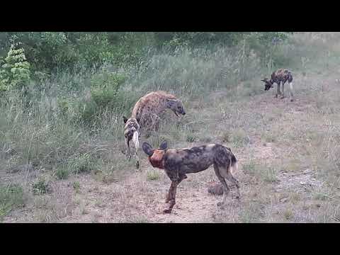 Hyena an Wild dog seeing eye to eye.