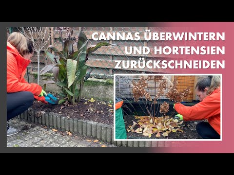 Wie schneidet man Hortensien zurück? Wie überwintert man Cannas? Ich räume mein Beet auf!