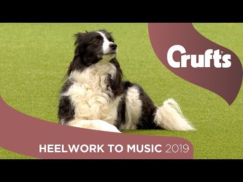 Freestyle International Heelwork to Music - Part 2 | Crufts 2019