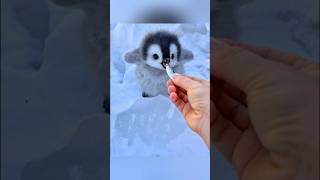 A Little Snack for a Little Penguin 🥰 #cute #adorable #penguin #babyanimals #fluffy #cuteanimal