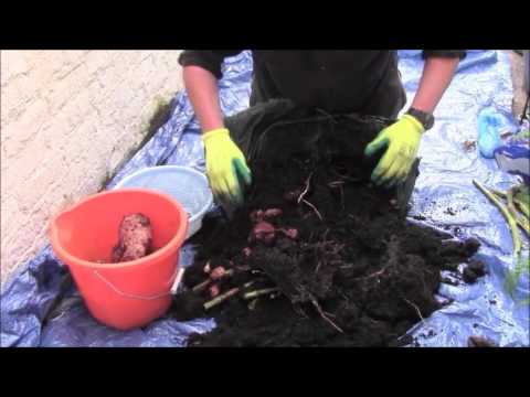 'Davros'  25th October 2015